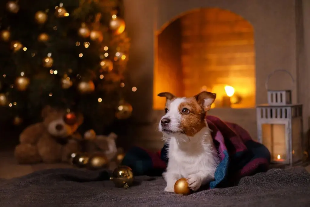 A picture of a dog beside the Christmas tree
