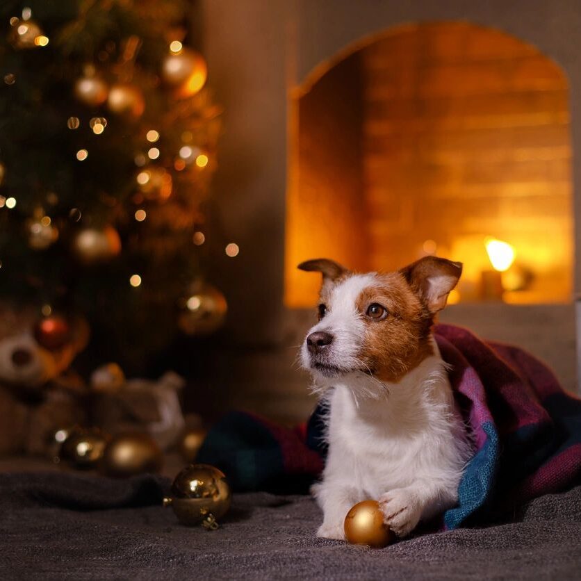A picture of a dog beside the Christmas tree
